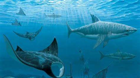 Cartilaginous fishes Facts for Kids.
